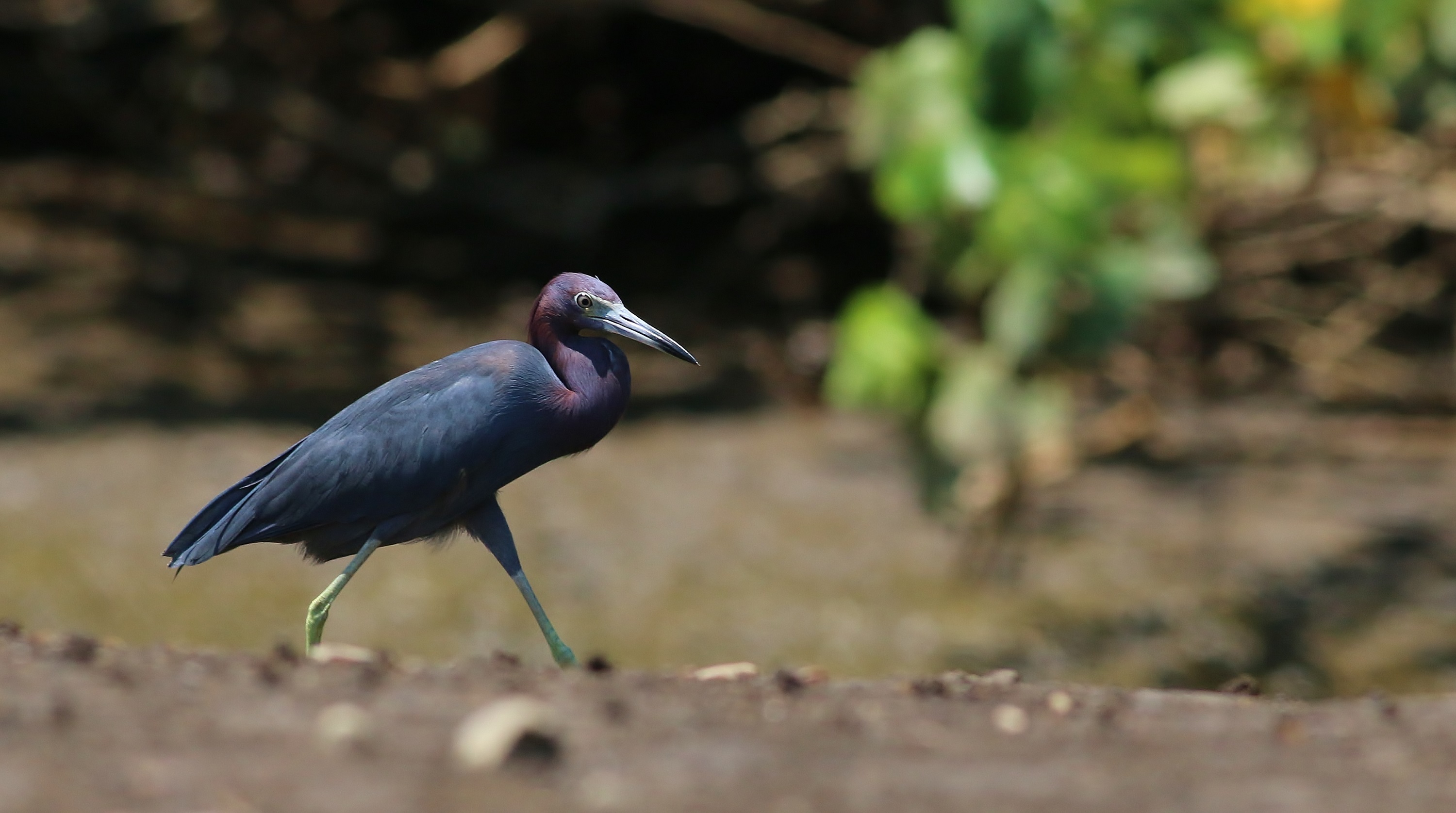 Little Blue Heron